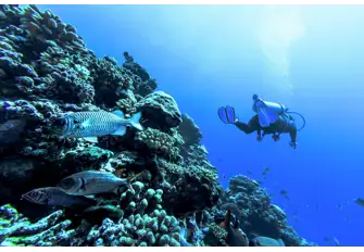 Change things up with a deep dive below the surface and discover Tahiti's sealife