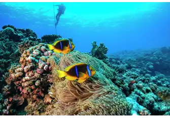 WANDERLUST is a wonderful platform for diving