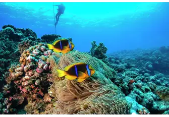 Explore all that Tahiti has to offer from hard corals to smaller marine life