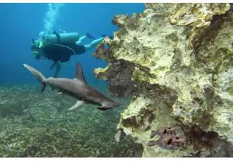 Hammerhead sharks use sensors in their hammer-shaped heads to detect their stingray prey then pin them against the sea floor