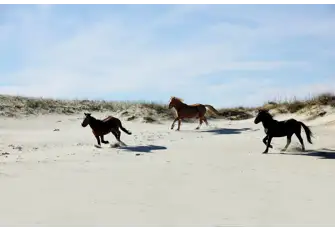 If you're lucky you might have the opportunity to see wild horses galloping along the beach