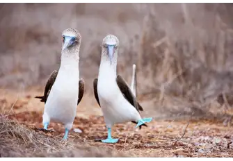 Observe the blue-footed bobbies in their natural habitat&nbsp;