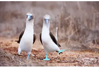 Observe the blue-footed bobbies in their natural habitat 