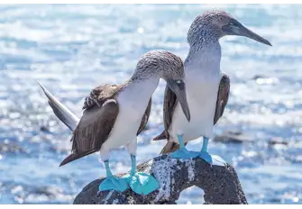 The feet of these beautiful birds turn a lovely blue when they mature