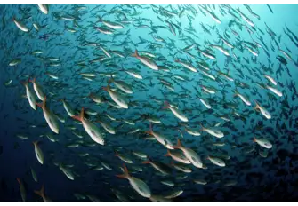 Those looking to explore the natural wonders of the Galapagos' marine world, like this school of Creole fish, will choose November or May when visibility below the surface is best
