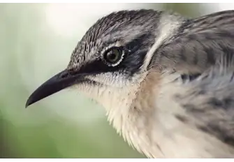 These small land birds are named after Charles Darwin, which 13 species are endemic to the Galapagos Islands