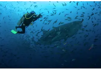 Swimming with a whale shark, the world's largest fish, is an unforgettable experience