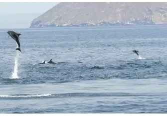 The waters around Wolf Island teem with marine life