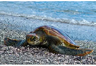 These wonderful creatures can be spotted on land and underwater