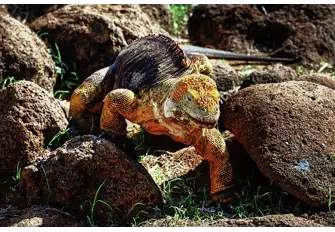 Feeding on berries, seeds, crabs and obtaining water from leaves and cacti