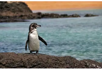 Galapagos Penguins live in caves and crevices within the coastal lava as the Islands lack the soft peat in which to burrow