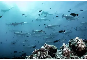 Hammerhead sharks frequently make an appearance but they're most abundant in January