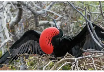 Be witness to the Magnificent Frigatebird's mating call