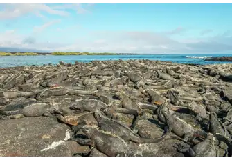 Like so many species here, marine iguanas are endemic to the Galapagos islands