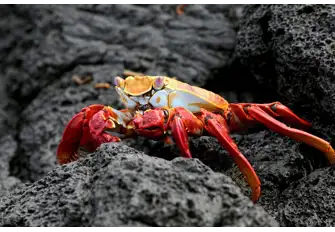 They may be small creatures but their vibrant colour allows them to be seen