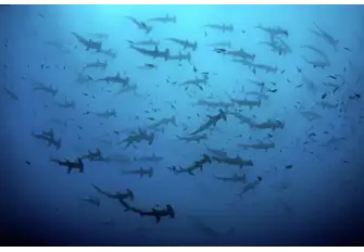 Swimming with hammerheads is a highlight of any diver's log book