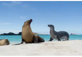 Admire the beautiful Galapagos Sea Lions from afar or jump at the opportunity to swim alongside them