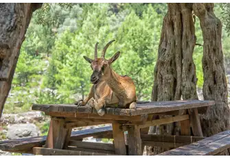 Be observant as Samaria Gorge is known to be rich with wildlife&nbsp;