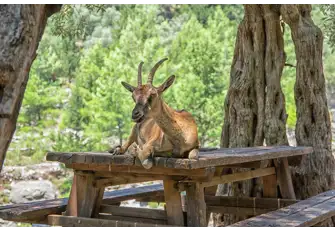 Be observant as Samaria Gorge is known to be rich with wildlife 