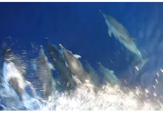 Unforgettable - when you first see dolphins playing in the bow wake of your yacht, it's special