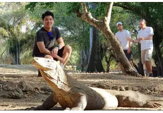 The Komodo dragon, part of the monitor family, is the world's largest lizard