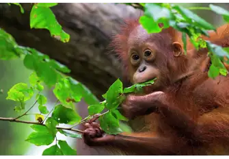 Many sanctuaries in Indonesia care for sun bears alongside orphaned orangutans&nbsp;