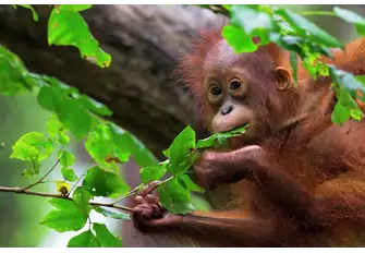 Many sanctuaries in Indonesia care for sun bears alongside orphaned orangutans 