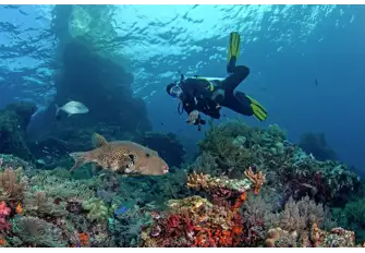 The diving in Indonesia is world class as the heath and diversity of its marine life is so rich