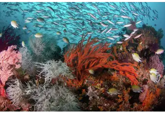 Admire the beautiful array of colourful coral as you explore under the surface