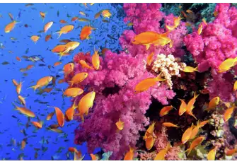 Protect and preserve the stunning corals reefs and underwater wildlife by banning single-use plastics on board