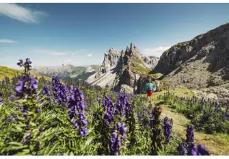 Stop and smell the fragrant lavender as you hike up the Dolomite Mountains 