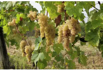 No trip to Pantelleria is complete without a stroll through the vineyards and a wine tasting
