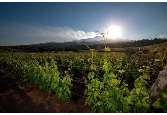The Mediterranean sun and volcanic soil of Sicily makes for some outstanding wines