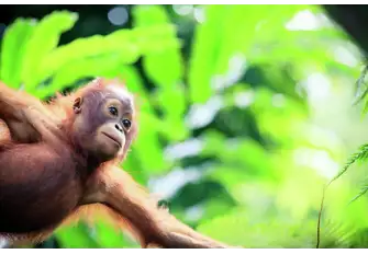 Despite historically clearing much of it for rubber and palm oil plantations, Malaysia now treasures its natural biodiversity. The largest and oldest national park, Taman Negara, was gazetted in 1938