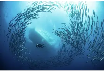 Like Indonesia, Malaysia has some awesome diving. You too could find yourself swimming with shoaling barracuda