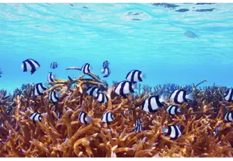 Explore the reefs in the exquisite Maldives 