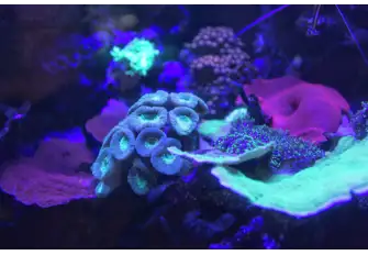 Discover the fluorescent corals that live underneath the surface&nbsp;