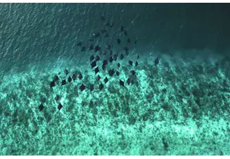 Take the opportunity to witness a&nbsp;squadron&nbsp;manta ray leaping out of the water