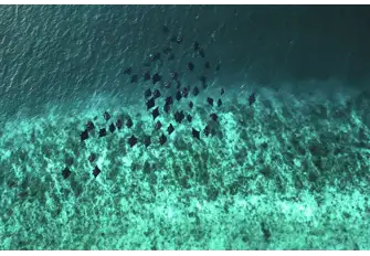 Take the opportunity to witness a squadron manta ray leaping out of the water