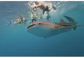 Whale sharks are known as the gentle giants of the ocean and can live up to a 150 years