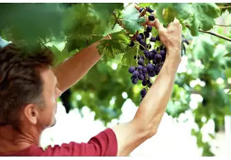Visit the Old Winery and treat your tastebuds to a glass of red Varnac wine