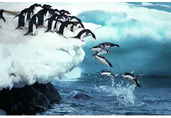It's also home to colonies of Adélie, above, and Chinstrap Penguin