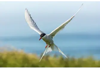 Its remote desolation makes it a key breeding ground for Arctic Tern, above, and Southern Fulmar