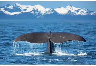 These nutrient-rich waters attract fish, which in turn attract whales