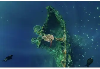 This ship has been at the bottom of the bay for over 75 years and is fully coral-encrusted&nbsp;