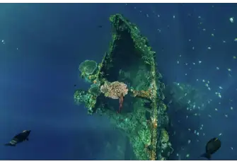 This ship has been at the bottom of the bay for over 75 years and is fully coral-encrusted 