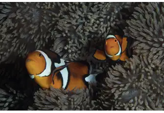 Embrace the calmness that comes from admiring the vibrant marine life 
