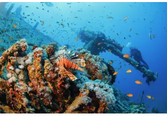 Explore the famous Red Sea shipwreck amongst the vibrant sealife