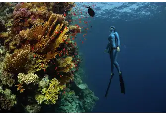 Explore the depths of the Red Sea 