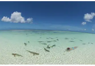 Snorkel in the shallow waters among blacktip reef sharks